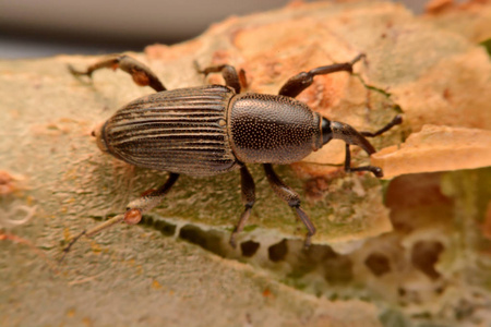 象鼻虫鞘翅目图片
