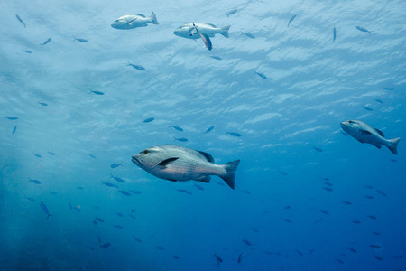 Twinspot 鲷鱼 鲷 bohar 在红海的蓝色清澈的海水中的大型银色鱼类的侧面景观, 与小鱼的背景
