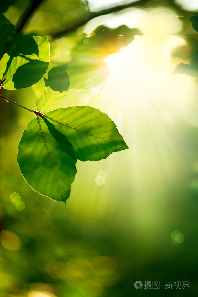 自然背景.绿色的树叶和阳光