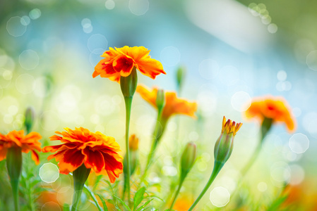 秋花图片 秋花素材 秋花插画 摄图新视界 秋花图片 秋花素材 秋花插画 摄图新视界