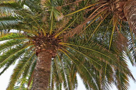 美丽棕榈树分公司的详细资料