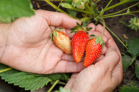 女园丁在棕榈树上捧着草莓。生长在花园灌木上的成熟和未成熟的草莓