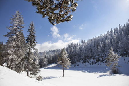晴朗阳光下的冬日风景, 松树覆盖在小空地上的雪