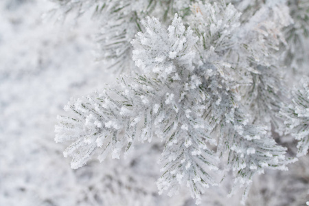 杉木树针上的积雪关闭了图片