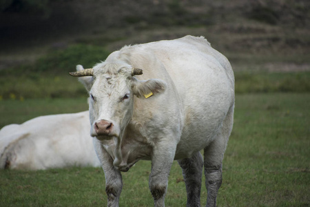 白牛是牛磺酸肉牛的一种