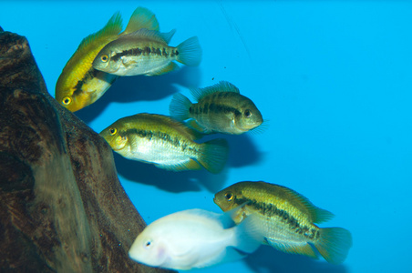 在水族馆的慈鲷类组