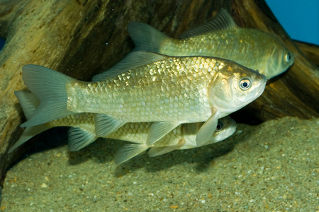 鲫鱼(鲫鱼)照片