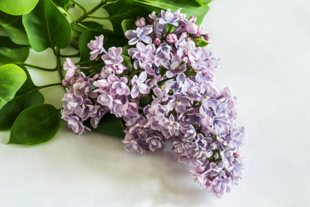 丁香花特写白色背景。弹簧室内