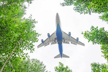 飞机着陆在叶子之上, 从森林树的看法