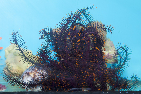 在水族馆海洋之星