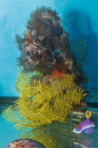 在咸水水族馆海洋之星