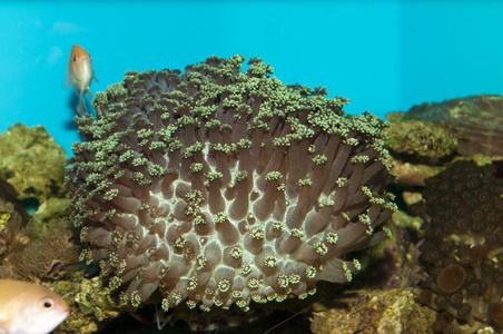 在水族馆中的珊瑚