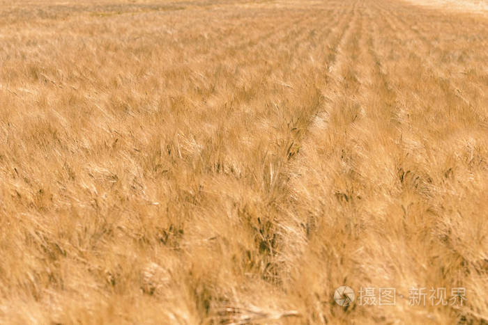 夏天在田野上的小麦金色的耳朵。小麦背景