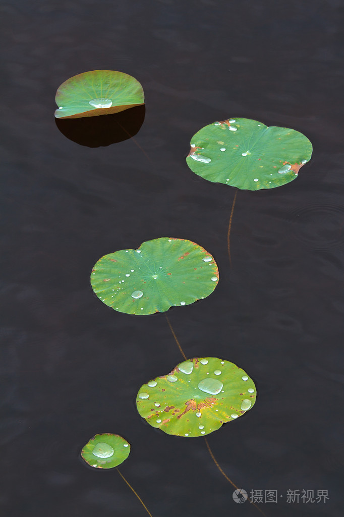 用水作为背景滴绿色荷叶