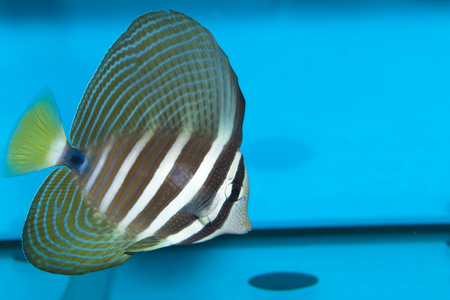 desjardini sailfin 邓在水族馆