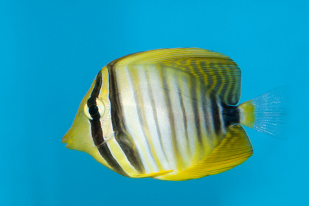 desjardini sailfin 邓在水族馆