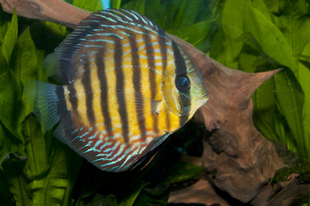 desjardini sailfin 唐