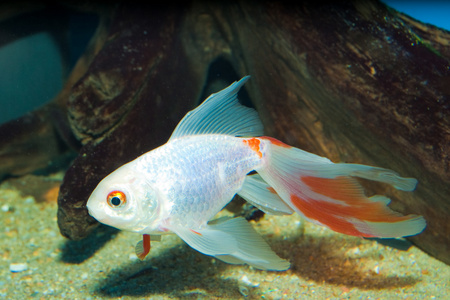 淡水珍珠银珍珠金鱼照片