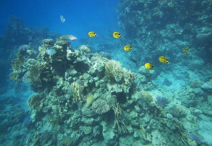珊瑚, 海水中的海洋生物