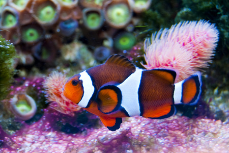 在水族馆中的小丑鱼