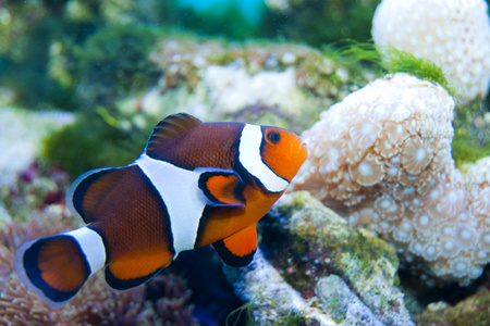 在水族馆中的小丑鱼照片