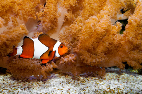 在水族馆中的小丑鱼