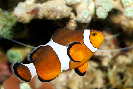 在水族馆中的小丑鱼