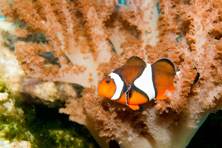 在水族馆中的小丑鱼