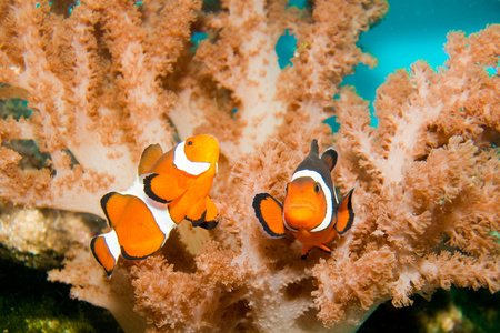 在水族馆中的小丑鱼