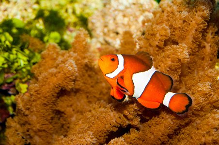 在水族馆中的小丑鱼