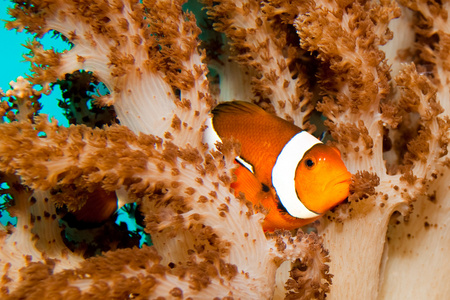 在水族馆中的小丑鱼