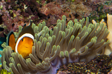 在水族馆中的小丑鱼