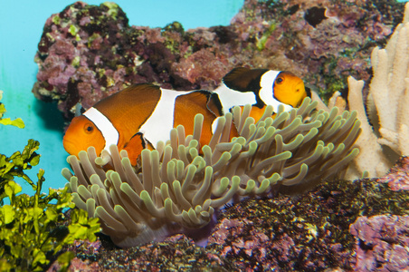 在水族馆中的小丑鱼