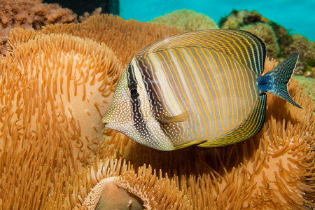 desjardini sailfin 邓在水族馆