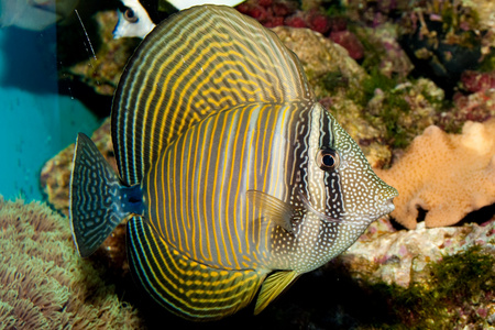 desjardini sailfin 邓在水族馆