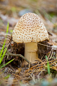 秋季森林有毒蘑菇特写