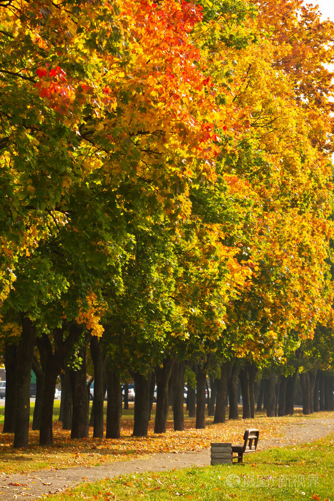 黄色枫叶公园的树上秋