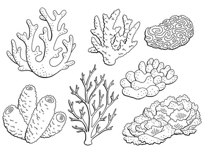 珊瑚集图形黑色白色隔离素描插图矢量照片
