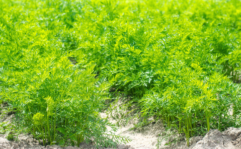 在床上的胡萝卜图片-在床上的胡萝卜素材-在床上的胡萝卜插画-摄图新