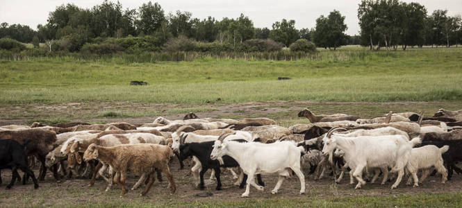 绵羊和山羊群在牧场在稳定