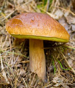 秋季森林摘蘑菇特写