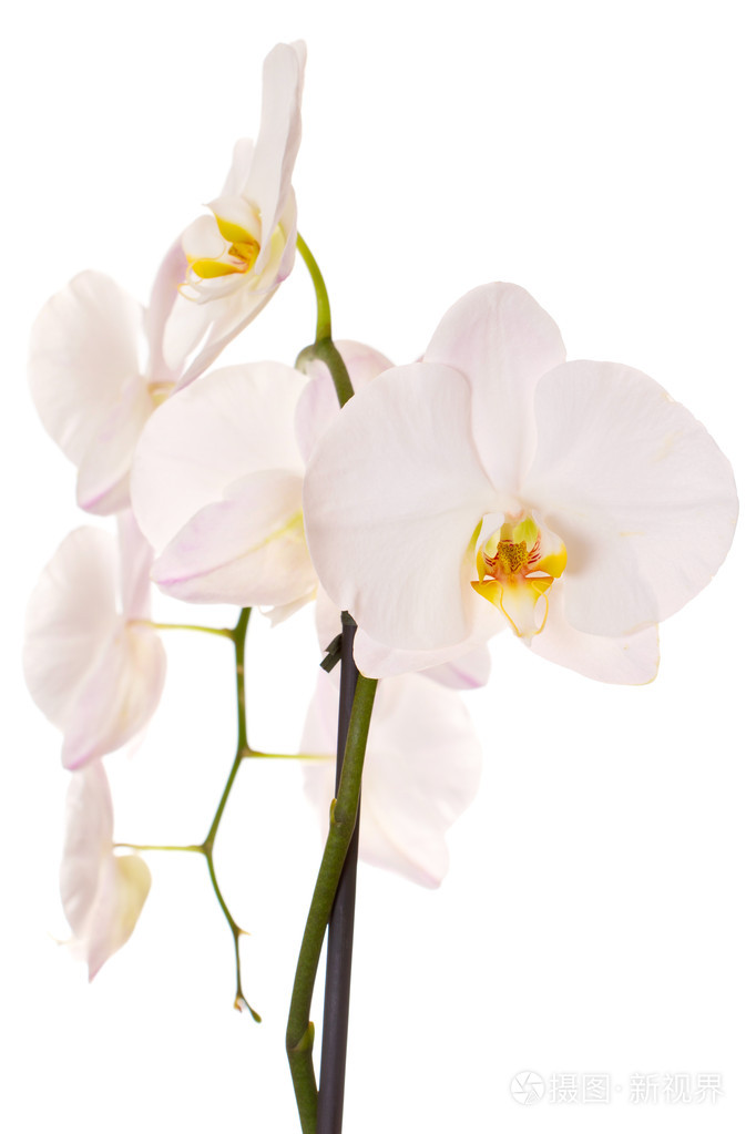 在白色背景上的白色兰花花的特写
