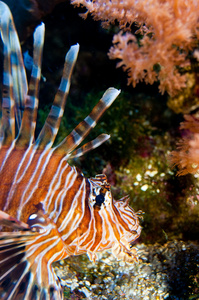 volitan 狮子在水族馆