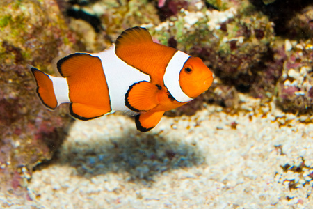 在水族馆中的小丑鱼