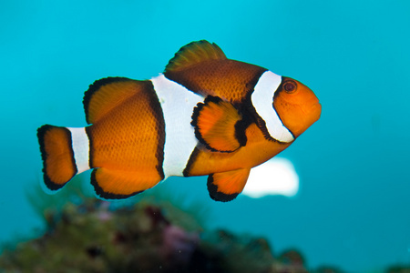 在水族馆中的小丑鱼