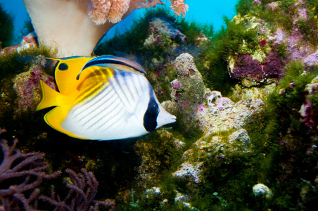 在水族馆中马鲅繁殖场