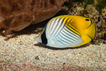 在水族馆中马鲅繁殖场图片