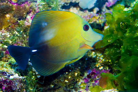 在水族馆斯科帕斯唐