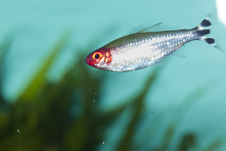 真正 rummynose tetra 在水族馆