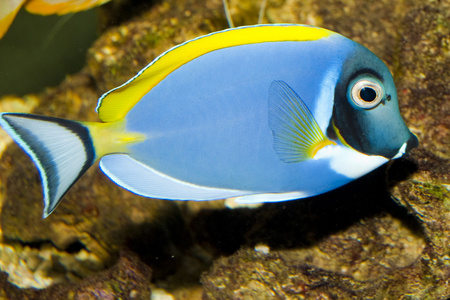 蓝色粉末邓在水族馆